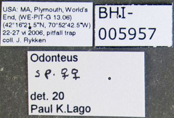 Media type: image;   Entomology 602051 Aspect: labels